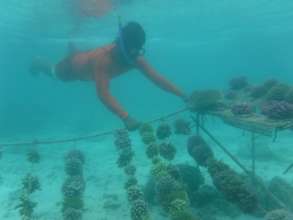 Kiritimati Super Coral Nursery