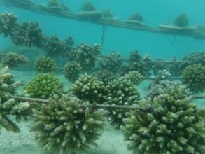 Corals are trimmed by parrotfish and grow rounded