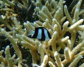 Humbug Dascyllus among Acropora