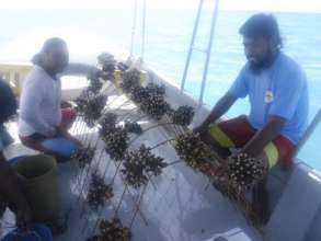 Planting mother corals onto an A-frame