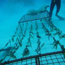 Cooler water nursery filled with super corals