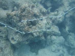 Out-planted coral lei- note the parrotfish bites!