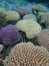 Bleaching in the Naidiri hot water nursery!