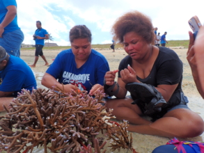 Planting Corals in Naidiri