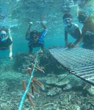 Pango Coral Nursery Helpers