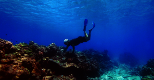 Searching for super corals among the dead corals