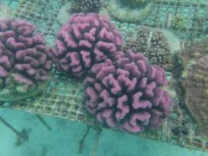 Pink Pocillopora Super Corals, Kiritimati
