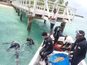 Planting corals into heat stress testing site