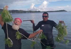 Seaweed Farming Trials Begin in the Fiji Sites!