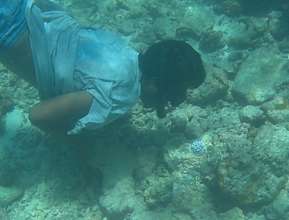 Finding baby corals settling on the dead reef!
