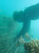 Pocillopora Bleaching Resistance Test