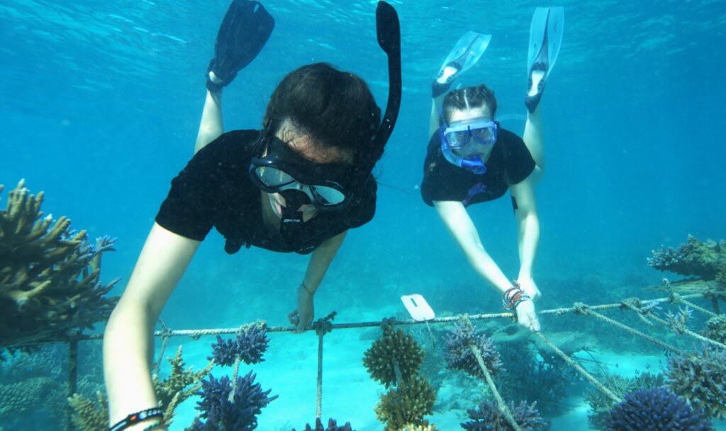 Emergency Response to Mass Coral Bleaching