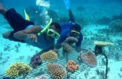 Emergency Response to Mass Coral Bleaching