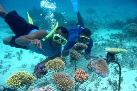Emergency Response to Massive Coral Bleaching