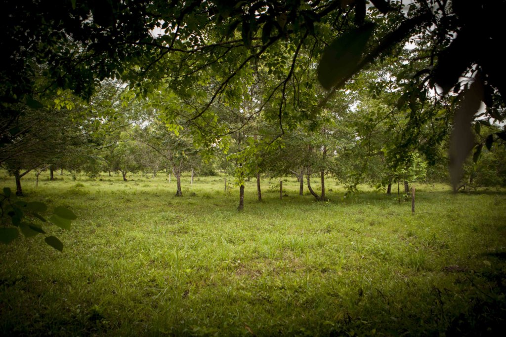 An Artistic Travel Through Biodiverse Colombia