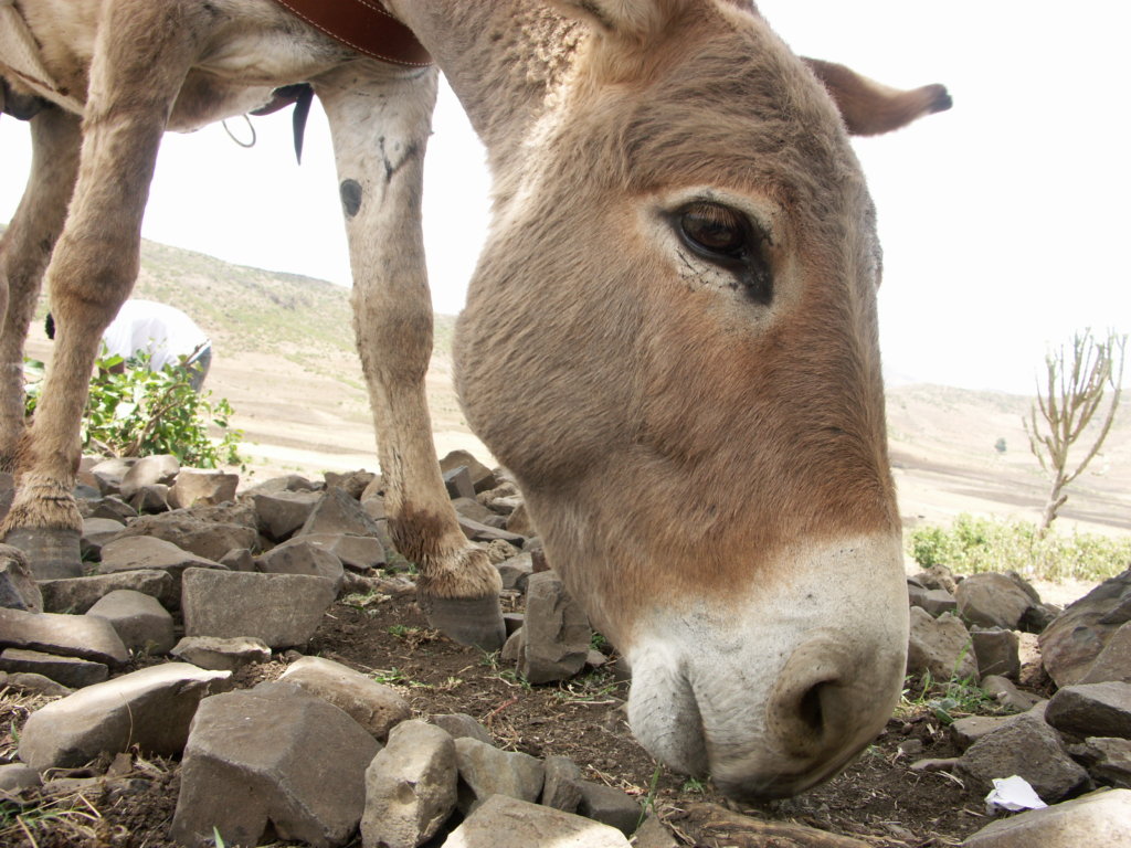 Donkey library for 1000 rural Ethiopian children