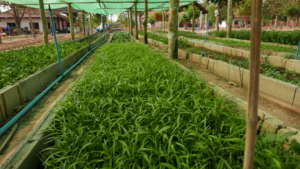 SENGSAVANG Organic Garden