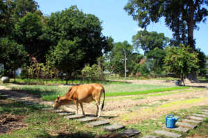 In-Shelter Garden