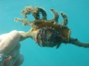 Exotic Marine Life is Slowly Disappearing