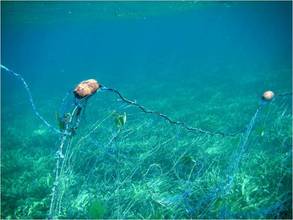 Nets and traps are the worst enemy to marine conservation