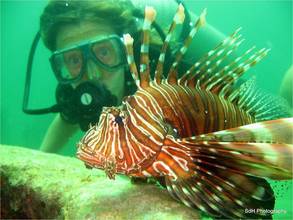 Exotic fish are becoming scarce