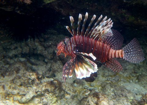 Stop Overfishing and Preserve Kenya Marine Life