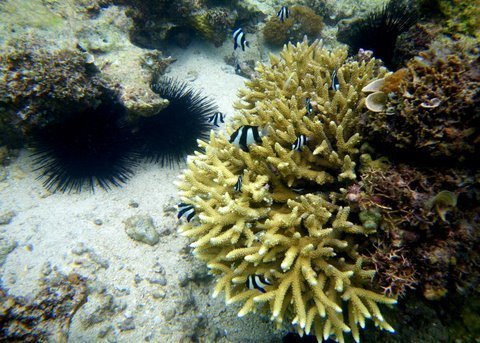 Stop Overfishing and Preserve Kenya Marine Life