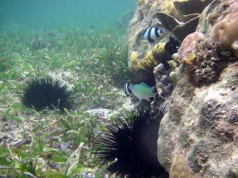 Stop Overfishing and Preserve Kenya Marine Life
