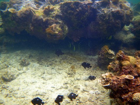 Stop Overfishing and Preserve Kenya Marine Life