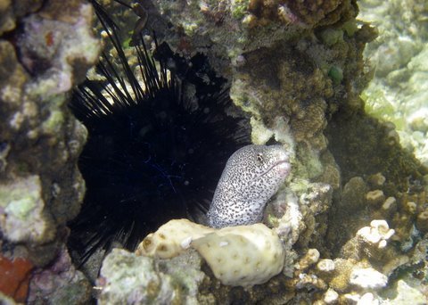 Stop Overfishing and Preserve Kenya Marine Life