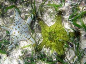 Star Fish are going extinct