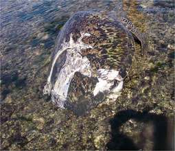 A dead turtle is a sign of the future