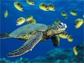 Coral fish used to be abundant in Kenya