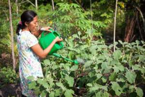A farmer pouring the water to the plantation