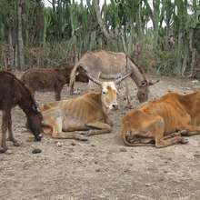 Starving Animals