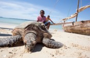 Save dugongs & sea turtles in the Indian Ocean!