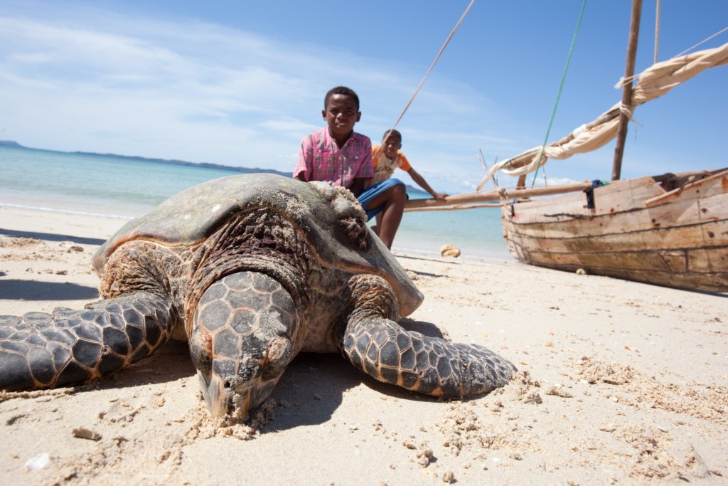 Save dugongs & sea turtles in the Indian Ocean!