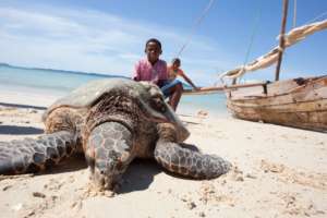 Save dugongs & sea turtles in the Indian Ocean!