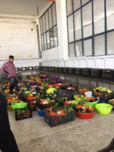 Fresh Vegetable Delivery