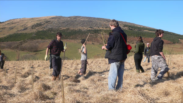 Cambrian Wildwood - Rewilding an area in Mid Wales