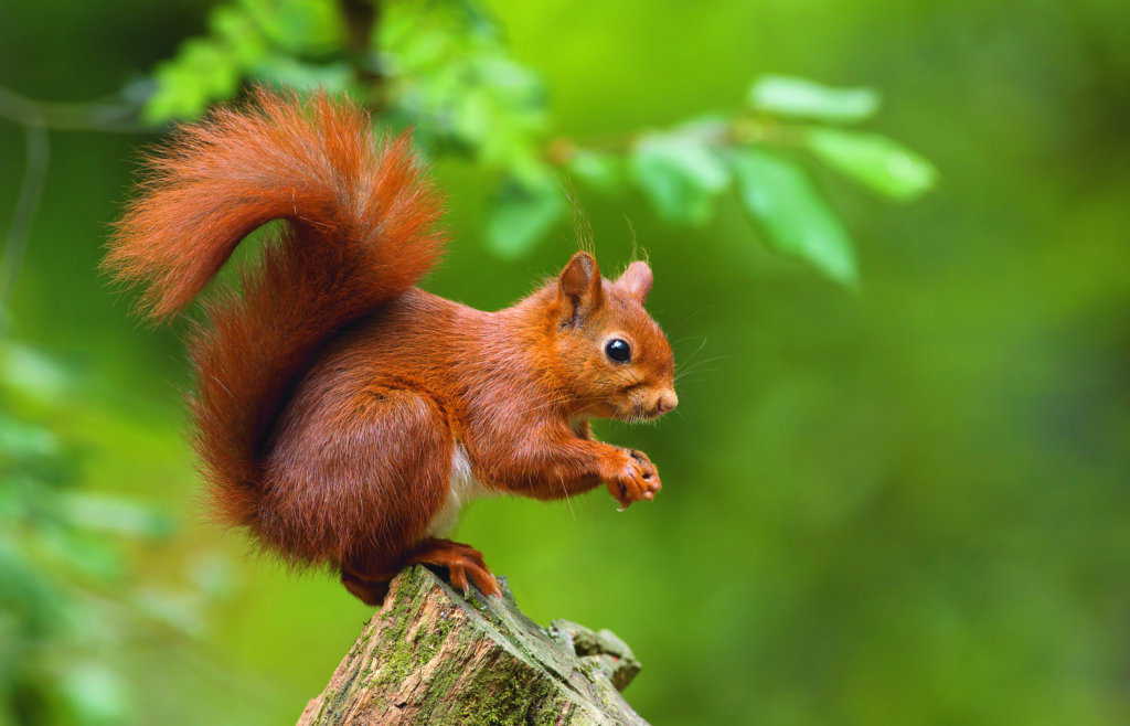 Cambrian Wildwood - Rewilding an area in Mid Wales