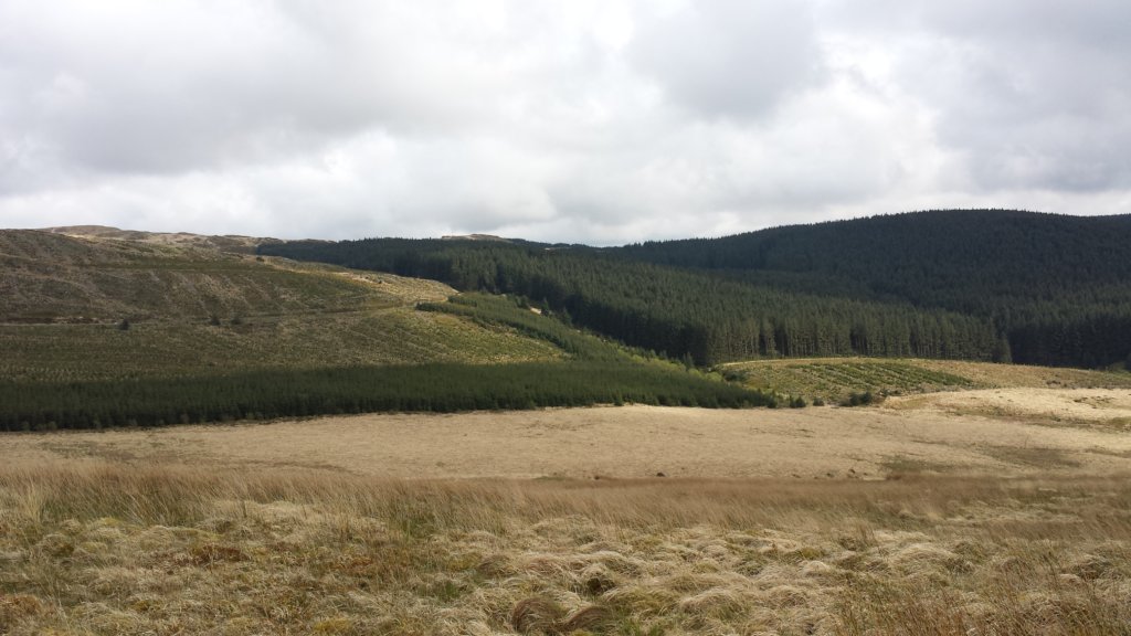 Cambrian Wildwood - Rewilding an area in Mid Wales