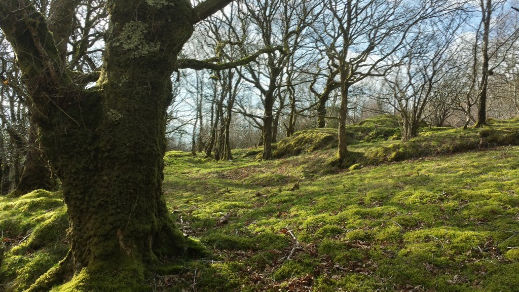 Cambrian Wildwood - Rewilding an area in Mid Wales