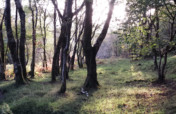 Cambrian Wildwood - Rewilding an area in Mid Wales