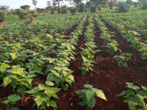Improved beans farm maintained at Zeze