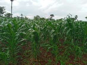 Maize major food at Zeze, this is how we make it.