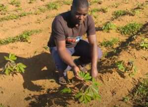 Clean High Yield Cassava