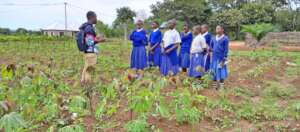 Local children learning about the improved cassava
