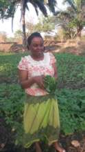 Green vegetables harvesting