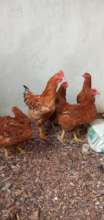 Adapting improved chicken faming